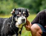Собаки в Видном: Алабай Несси, 2 года Девочка, Бесплатно - фото 1
