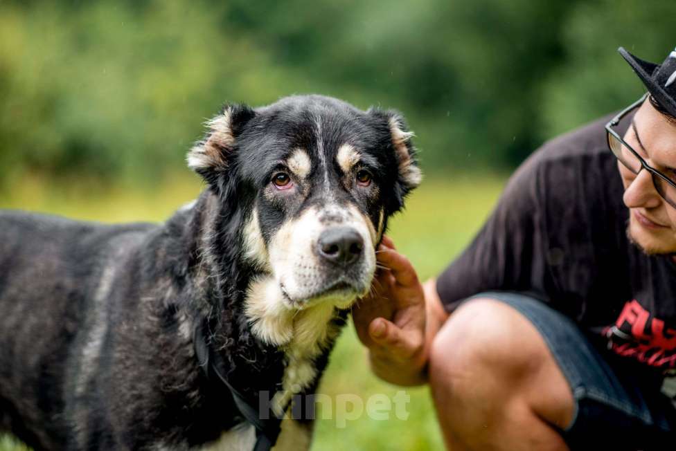 Собаки в Видном: Алабай Несси, 2 года Девочка, Бесплатно - фото 1