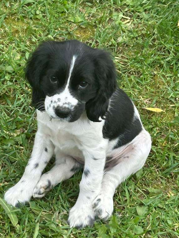 Собаки в других городах Московской области: Щенки русского охотничьего спаниеля. Девочка, 15 000 руб. - фото 3