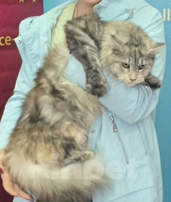 Кошки в Москве: Котенок мейнкун черный дым Мальчик, 40 000 руб. - фото 4