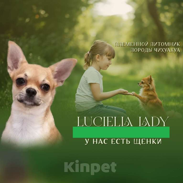 Собаки в Хабаровске: Мальчик чихуахуа с документами  Мальчик, 80 000 руб. - фото 5