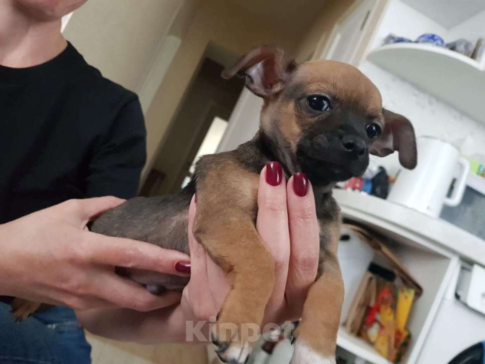 Собаки в Москве: Мальчишки Чихуа  Мальчик, 8 000 руб. - фото 2