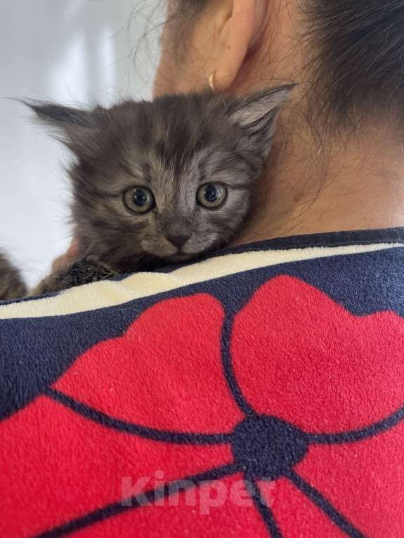 Кошки в Москве: Кусята Девочка, Бесплатно - фото 8