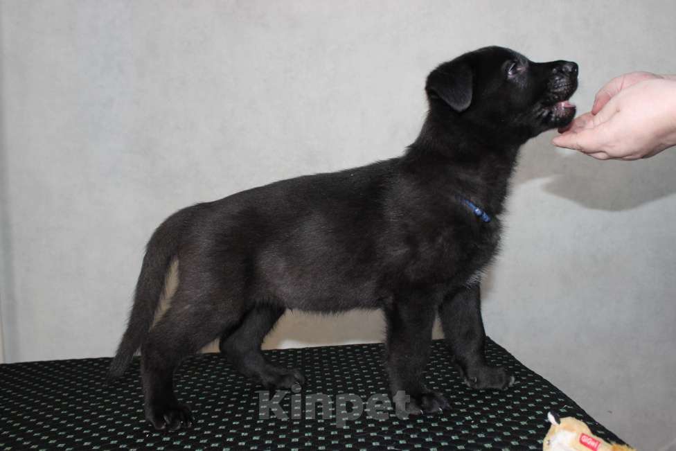 Собаки в Красноярске: Щенок ВЕО Найт Вульф Мальчик, Бесплатно - фото 5