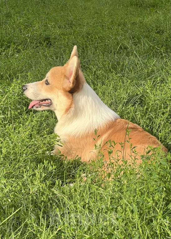 Собаки в Новосибирске: Щенок Вельш корги пемброк  Мальчик, 50 000 руб. - фото 4