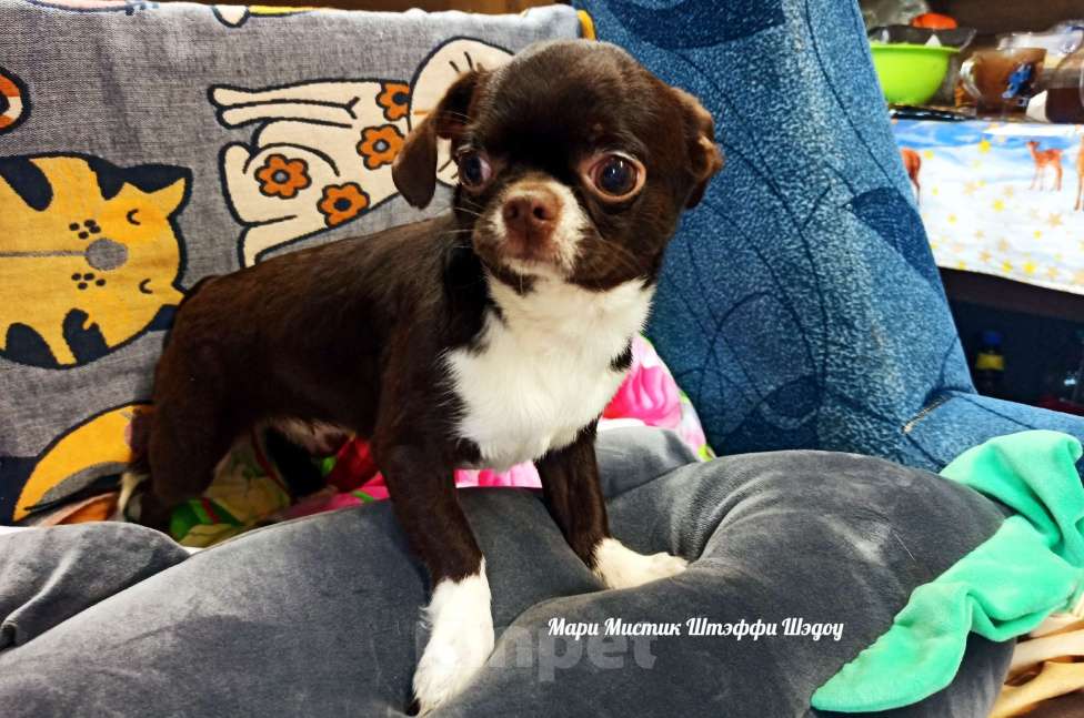 Собаки в Санкт-Петербурге: Чихуахуа Штэффи Шэдоу окрас шоколадный с белым Девочка, 50 000 руб. - фото 8