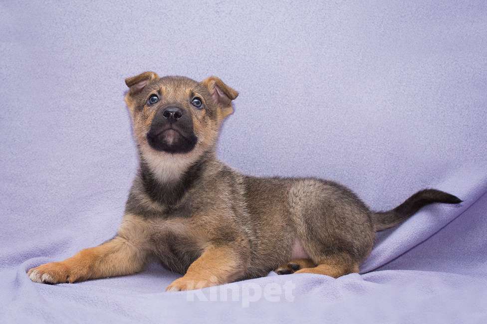 Собаки в Москве: Щенок - крошка на ладошках Мальчик, Бесплатно - фото 2