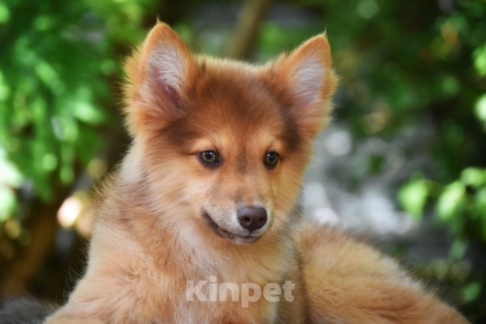 Собаки в Москве: Ненецкая оленегонная лайка. Кобель Янтарь. Мальчик, 80 000 руб. - фото 2