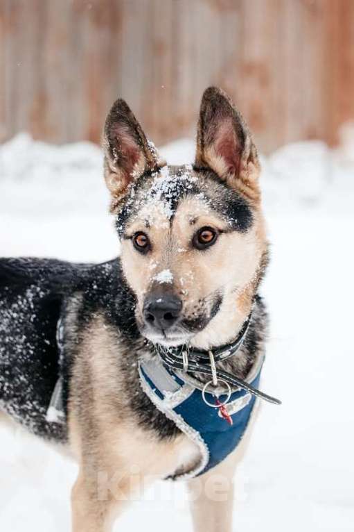 Собаки в Москве: Умничка Джефф в добрые руки Мальчик, 1 руб. - фото 3