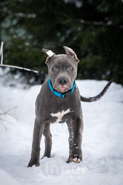 Собаки в Санкт-Петербурге: Голубой щенок прайтер Мальчик, 100 000 руб. - фото 1