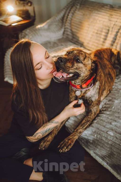 Собаки в Москве: Латифа ищет дом Девочка, 1 руб. - фото 9