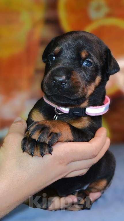 Собаки в других городах Новосибирской области: Щенки добермана с документами РКФ Мальчик, 70 000 руб. - фото 2
