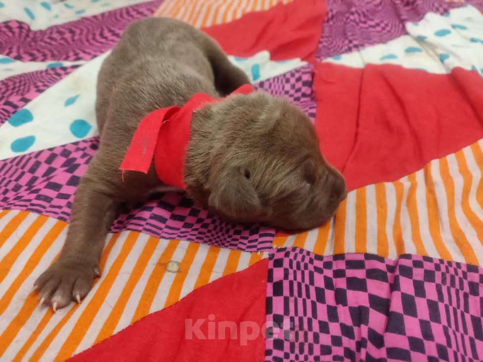 Собаки в Пензе: 3девочки и 5маличиков  Мальчик, 15 000 руб. - фото 8