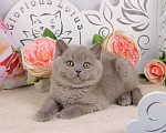Кошки в Санкт-Петербурге: Британский лиловый котик (ген.тиккирован) Мальчик, 37 000 руб. - фото 3