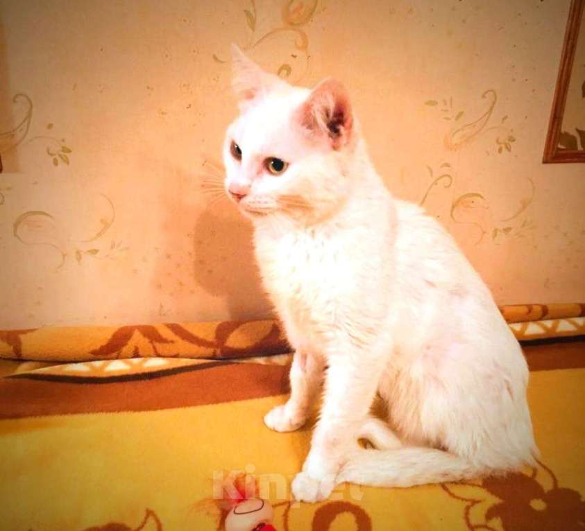 Кошки в Москве: Бедный Альбус. Белый кот в добрые руки. Девочка, Бесплатно - фото 6