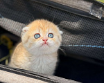 Кошки в Домодедово: 🐾 КОТЯТА ПОРОДЫ СКОТИШ-ФОЛД! 🐾 Разнополые, 35 000 руб. - фото 6