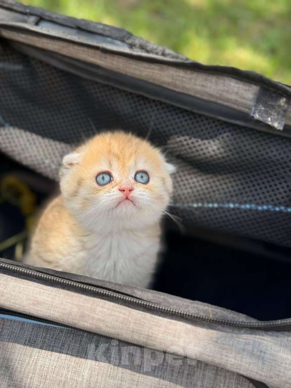 Кошки в Домодедово: 🐾 КОТЯТА ПОРОДЫ СКОТИШ-ФОЛД! 🐾 Разнополые, 35 000 руб. - фото 6