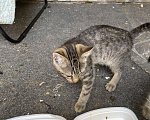 Кошки в Троицке: Крысолов три котенка Мальчик, 5 руб. - фото 1
