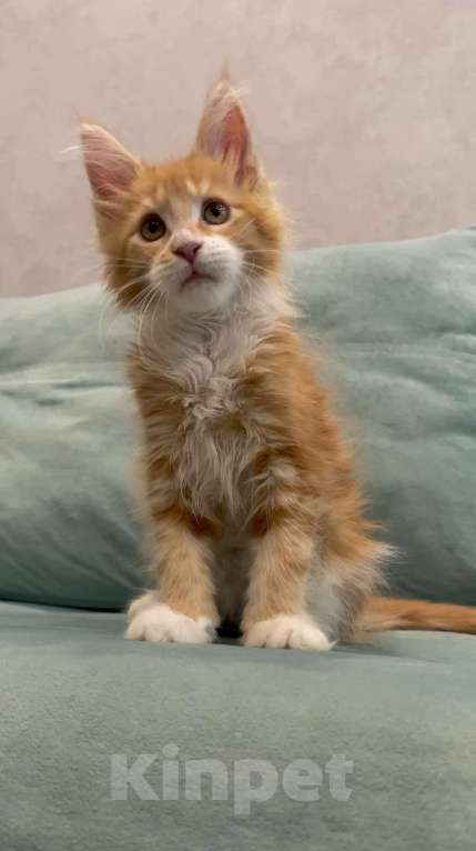 Кошки в Иркутске: Кошечка породы мейн-кун Девочка, 30 000 руб. - фото 4