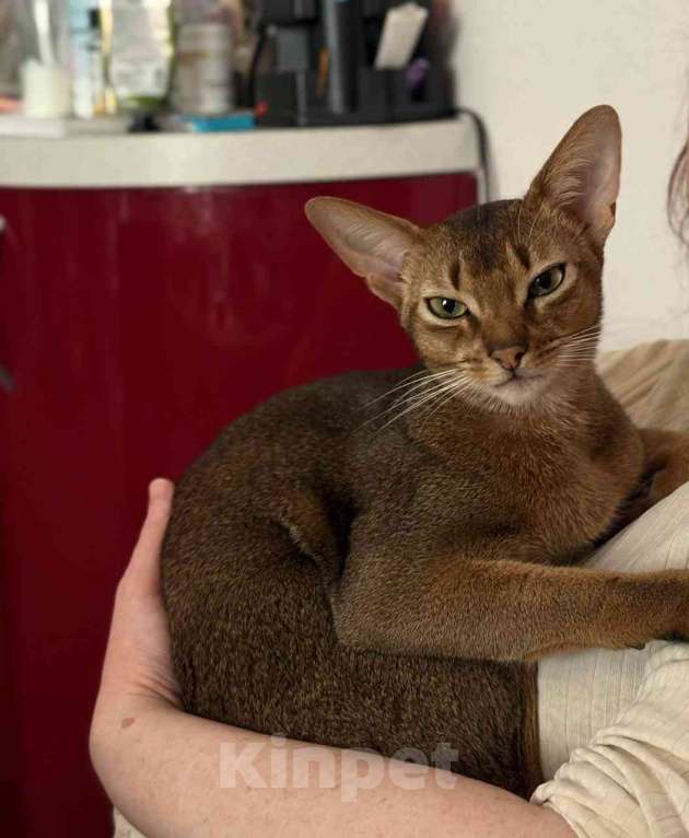 Кошки в Старом Купавне: Биткоин недорого (есть нюансы) Мальчик, Бесплатно - фото 1