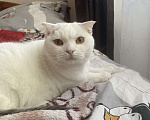 Кошки в Брянске: Вислоухая кошка Девочка, Бесплатно - фото 3
