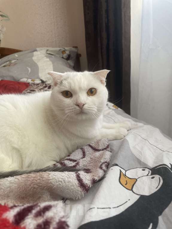 Кошки в Брянске: Вислоухая кошка Девочка, Бесплатно - фото 3