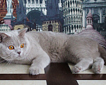 Кошки в Москве: Британский котик Мальчик, 20 000 руб. - фото 3