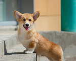 Собаки в Москве: Красивый щенок вельш корги пемброк Мальчик, 80 000 руб. - фото 1