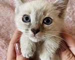 Кошки в Ливны: Тайские котята сил тебби поинт, 12 000 руб. - фото 4