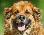 Собаки в Москве: Буран. Самый потрясающий пес в мире Мальчик, 1 руб. - фото 1
