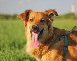 Собаки в Сергиеве Посаде: Солнечный Бучик ищет дом! Мальчик, Бесплатно - фото 5