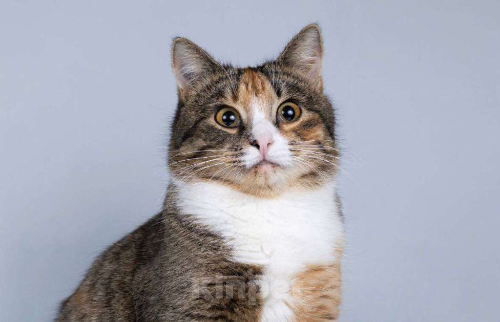 Кошки в Москве: Молоденькая кошечка Трикси ищет дом. Девочка, Бесплатно - фото 3