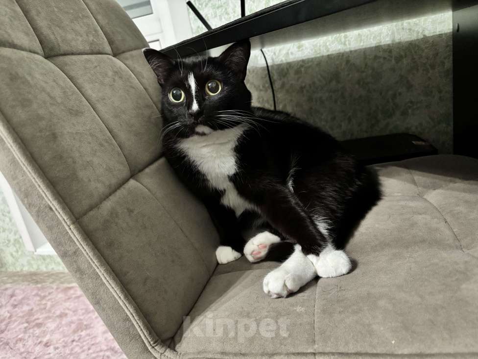 Кошки в Лянторе: Кот в добрые руки  Мальчик, Бесплатно - фото 5