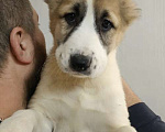 Собаки в Феодосии: Среднеазиатская овчарка Мальчик, 30 руб. - фото 2