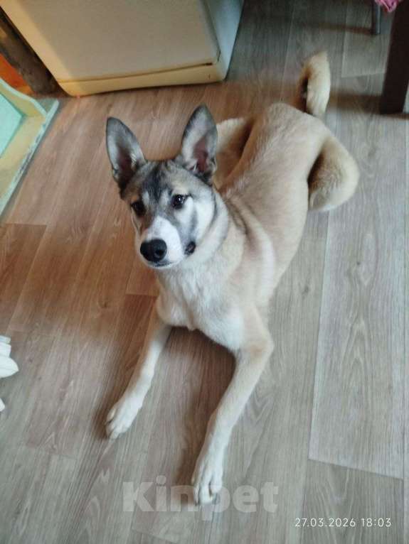 Собаки в других городах Московской области: Тейси в добрые руки Девочка, Бесплатно - фото 5