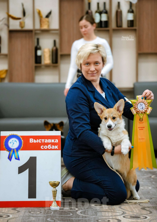 Собаки в Новосибирске: Щенки вельш-корги пемброк  Девочка, 65 000 руб. - фото 4