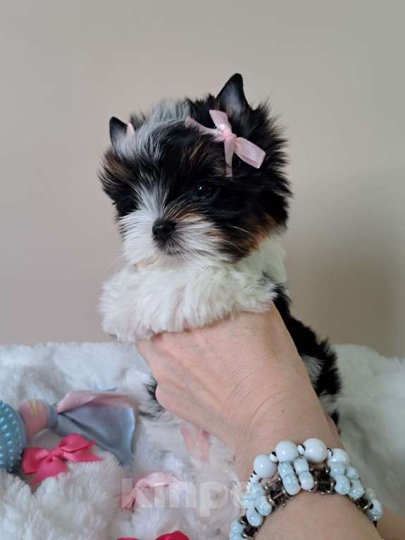 Собаки в Москве: Девочка Бивер Девочка, 150 000 руб. - фото 7