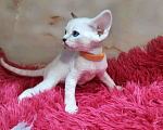Кошки в Горячем Ключе: Котенок Девон рекс мальчик с голубыми глазами Мальчик, 60 000 руб. - фото 4
