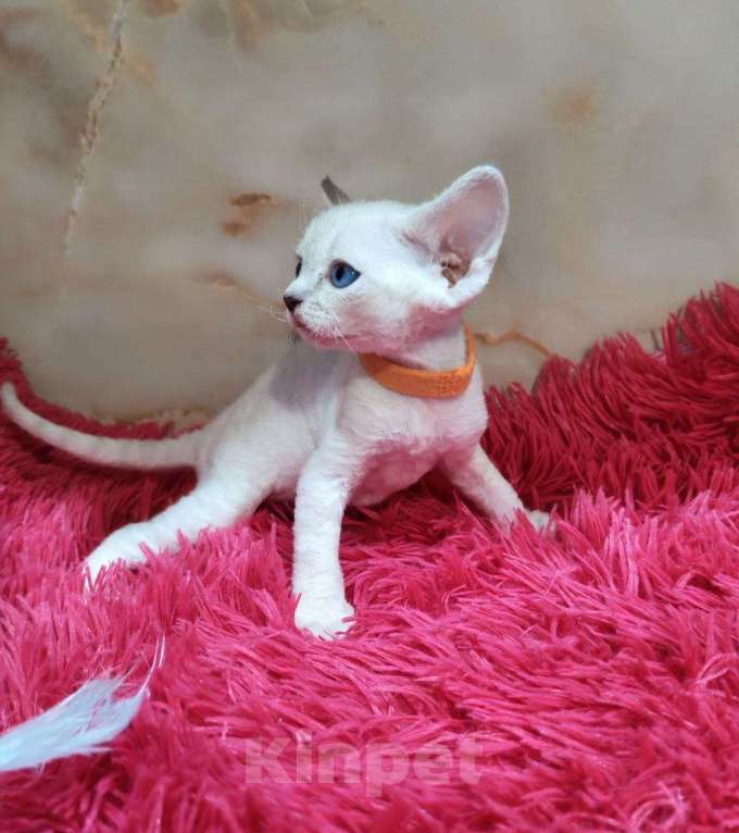 Кошки в Горячем Ключе: Котенок Девон рекс мальчик с голубыми глазами Мальчик, 60 000 руб. - фото 4