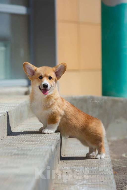 Собаки в Москве: Красивый щенок вельш корги пемброк Мальчик, 80 000 руб. - фото 1