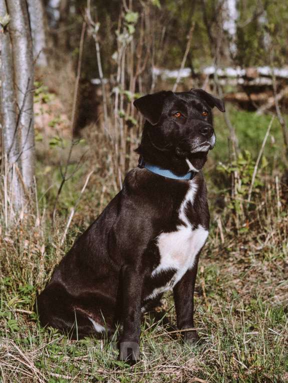 Собаки в Москве: Дэйзи Девочка, Бесплатно - фото 2