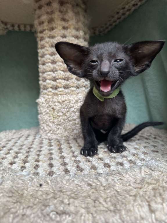 Кошки в Москве: Предлагается к бронированию  Мальчик, 70 000 руб. - фото 4