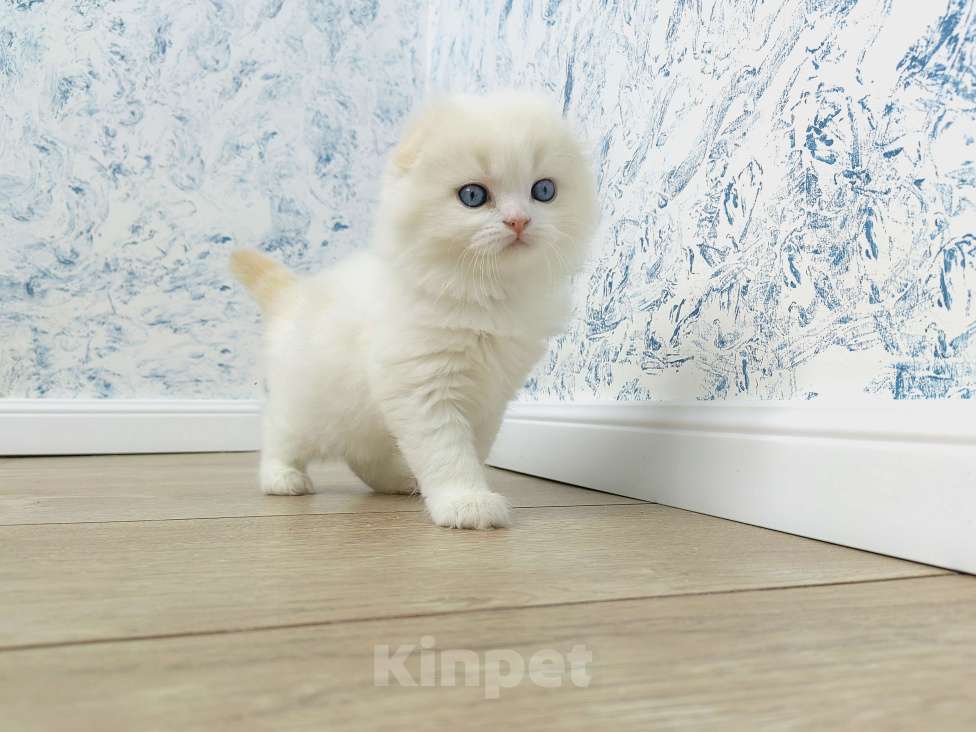 Кошки в Кисловодске: Zephyr Мальчик, 60 000 руб. - фото 7