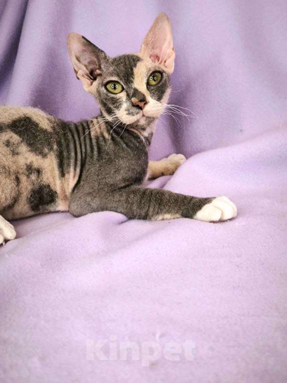 Кошки в Москве: девочка украинский левкой страйт Девочка, Бесплатно - фото 2