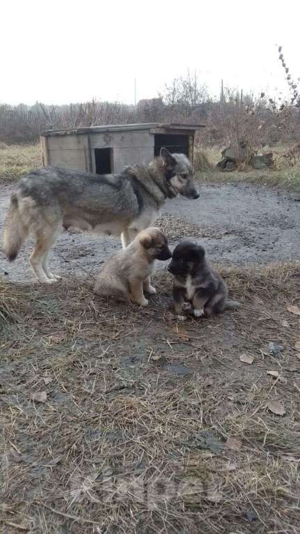 Собаки в Мыске: Щенок лайки Девочка, 800 руб. - фото 4