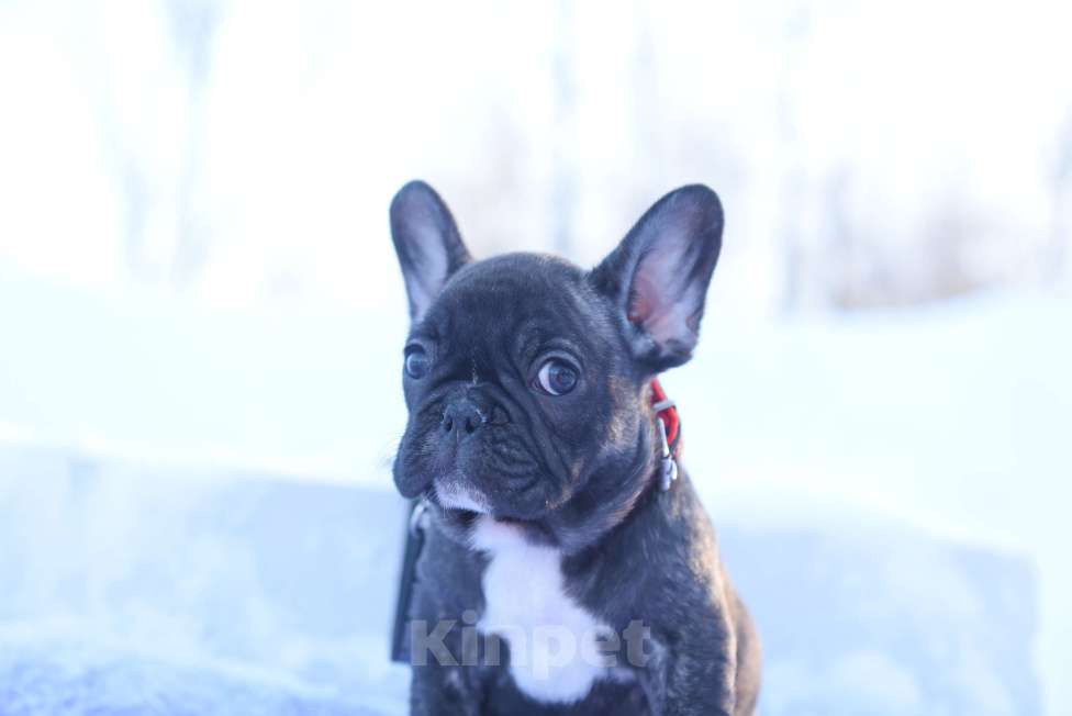 Собаки в Москве: Тигровая француженка Девочка, 40 000 руб. - фото 5