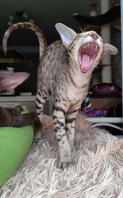 Кошки в Санкт-Петербурге: Ориентальные котята Мальчик, 60 000 руб. - фото 5