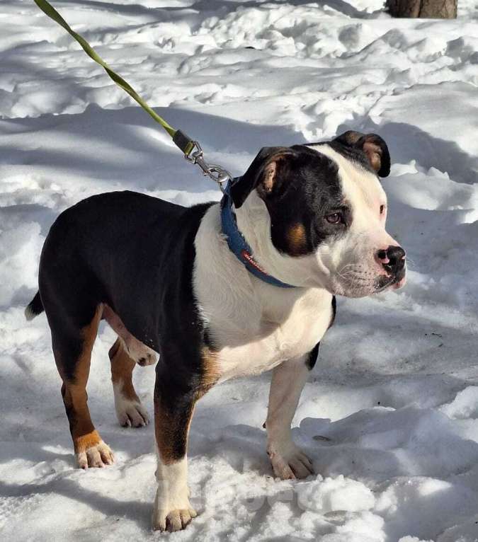 Собаки в Москве: Молодой кобель породы американский булли Маврик в добрые руки Мальчик, 1 руб. - фото 4