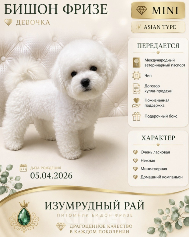 Собаки в Москве: Девочки Пушоны Девочка, 300 000 руб. - фото 1