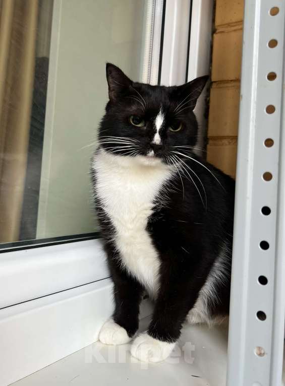 Кошки в Москве: Наоми кошка, излучающая доброту в добрые руки Девочка, Бесплатно - фото 5